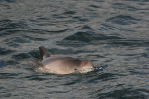 Harbour porpoise, Slea Head 270807 © Simon Berrow, Randal Counihan, IWDG